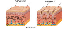meaning of collagen peptides